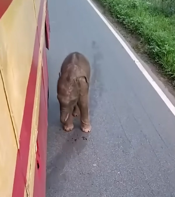 baby elephant chases buses
