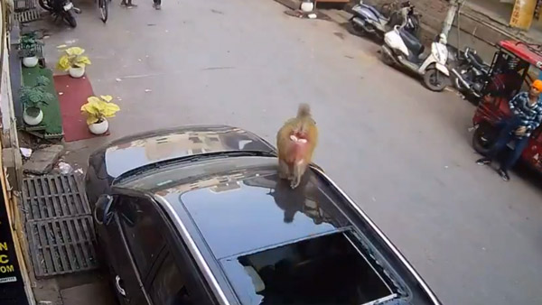 monkey shatters car panoramic sunroof