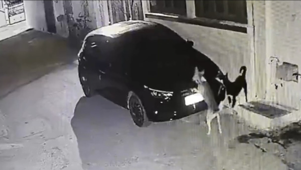 Dog Takes Revenge On Hyundai i20