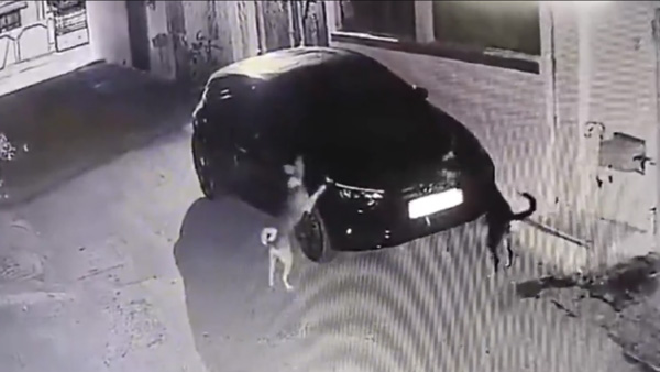 Dog Takes Revenge On Hyundai i20 By Scratching Bonnet