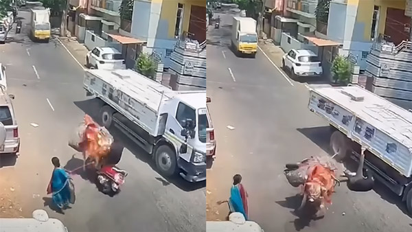 Bull Attacks Two Wheeler Rider