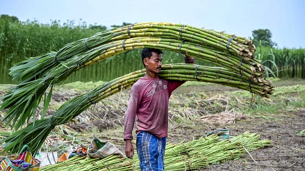 Sugar Cane Sugar Cane
