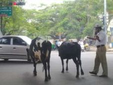 ట్రాఫిక్ రూల్స్ మీకు మాత్రమే బాస్.. మాకు కాదు..: అంబా..!!