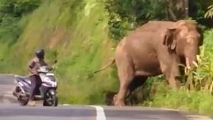 ఏనుగునే బెదిరించిన ఫారెస్ట్ గార్డ్.. నీ ధైర్యానికి ఎవ్వరైనా ఫిదా అవ్వాల్సిందే గురూ [వీడియో]