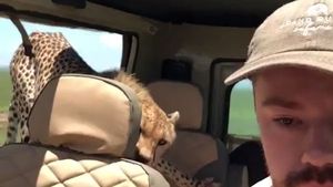 టూరిస్ట్ కారులోకి దూరిన చిరుత.. వైరల్ అవుతున్న వీడియో