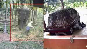 అడవి ఏనుగు దాడి! నేర్పుగా తప్పినందుకున్న రైతు - వీడియో చూడండి