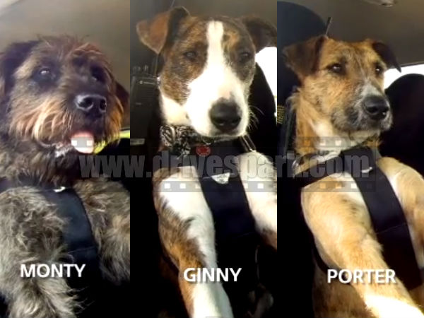 డ్రైవింగ్‌లో శిక్షణ పొందిన కుక్కలు