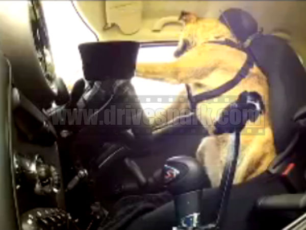 డ్రైవింగ్‌లో శిక్షణ పొందిన కుక్కలు