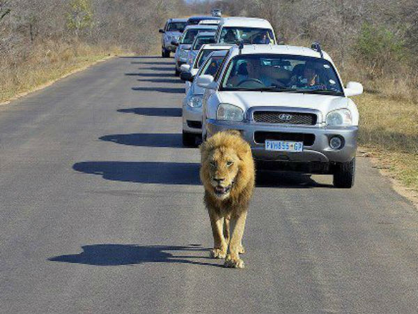 Funny Automobile Pictures