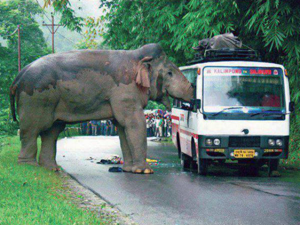 Funny Automobile Pictures