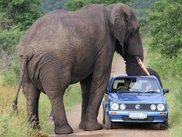కారుపై ఆఫ్రికా ఏనుగుల దాడి