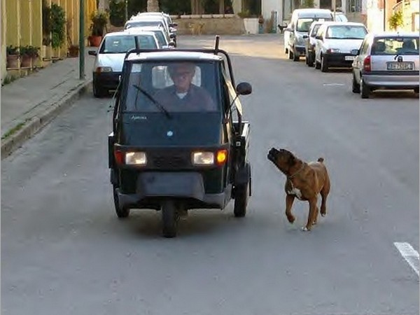 వాహనలపై జంతువుల దాడి