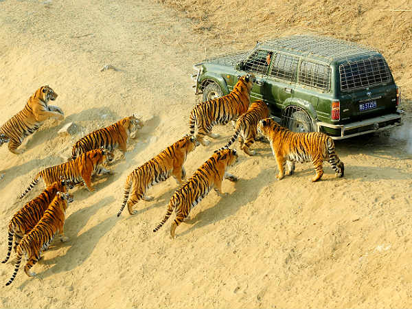 కంగారు పడకం