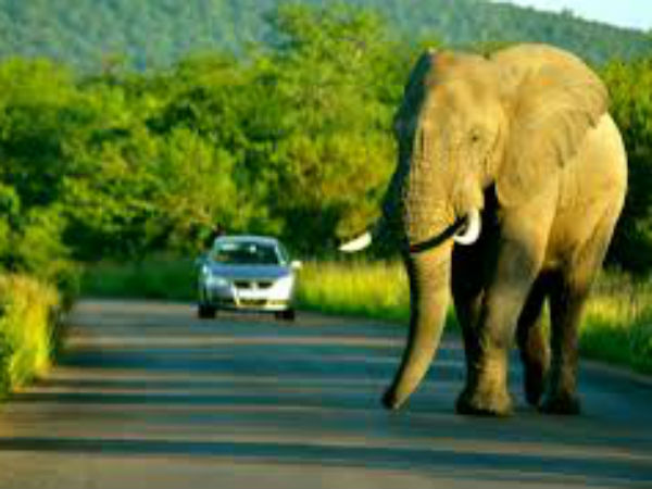 వాహనాలపై జంతువుల అటాక్!