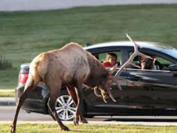 వాహనాలపై జంతువుల అటాక్!