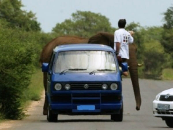 వాహనాలపై జంతువుల అటాక్!