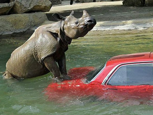 వాహనాలపై జంతువుల అటాక్!