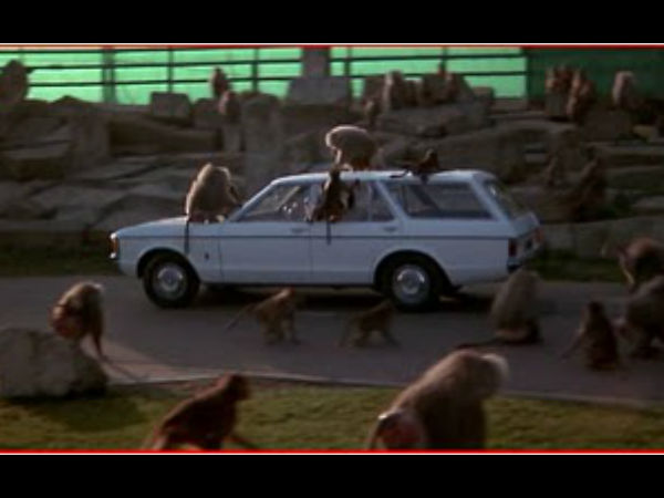 వాహనాలపై జంతువుల అటాక్!