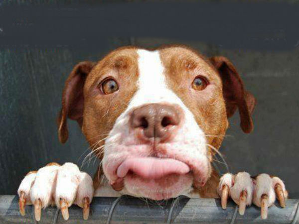 అతి విచిత్రమైన డ్రైవింగ్ రూల్స్!