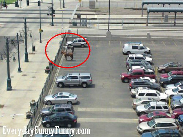 ఫన్నీ కార్ పార్కింగ్ ఫొటోస్