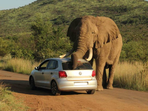 ఏనుగు దురద కారుతో తీరింది..