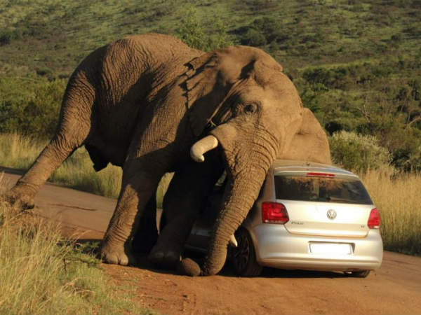 ఏనుగు దురద కారుతో తీరింది..