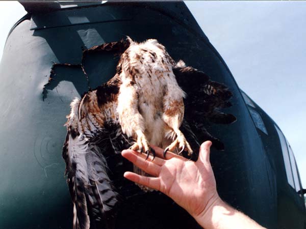  మృదువైన పక్షి ఢీ కొంటె ఫతనమవుతున్న విమానాలు: అస్సలు దీని వెనకున్న మర్మం ఏమిటి?