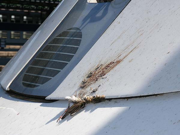  మృదువైన పక్షి ఢీ కొంటె ఫతనమవుతున్న విమానాలు: అస్సలు దీని వెనకున్న మర్మం ఏమిటి?