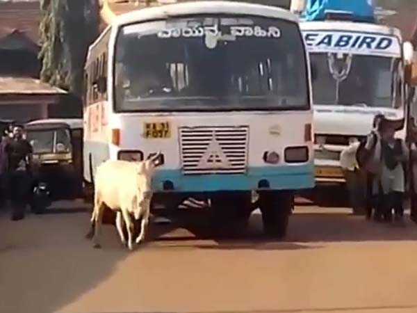  రాజమౌళి ఈగలా పగపట్టిన ఆవు