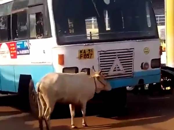  రాజమౌళి ఈగలా పగపట్టిన ఆవు