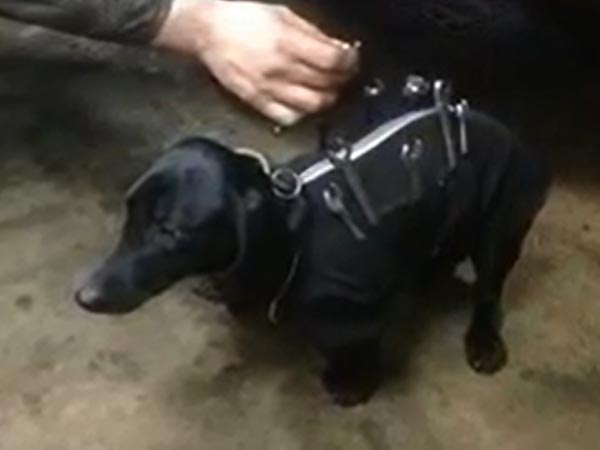  కారు మెకానిక్‌కు సహాయపడుతున్న మెకానిక్ 