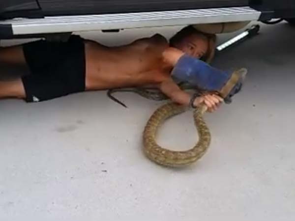 ఆరు అడుగులు అనకొండతో కుర్రోడి కుస్తీ