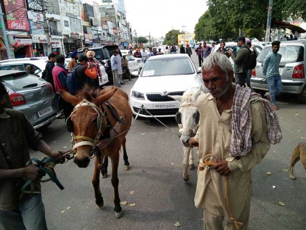 గాడిదతో కారు లాగించిన కార్ ఓనర్