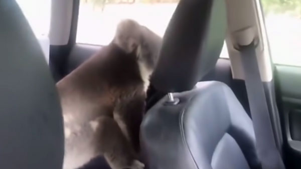 చలికి తట్టుకోలేక కారులో దూరిన వింత జివి....! చలికి తట్టుకోలేక కారులో దూరిన వింత జివి....!