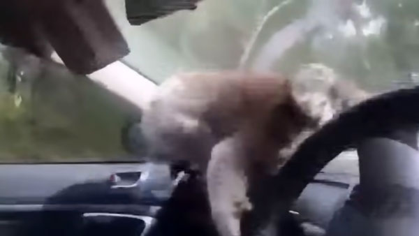 చలికి తట్టుకోలేక కారులో దూరిన వింత జివి....! చలికి తట్టుకోలేక కారులో దూరిన వింత జివి....!