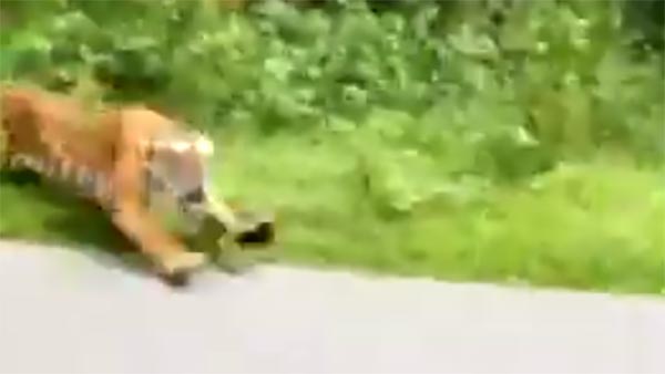 మోటార్ సైకిల్ ను చేస్ చేసిన పులి [వీడియో]