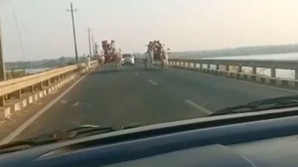 హైవే మీద కారుని డీ కొన్న ఎద్దుల బండి [వీడియో]