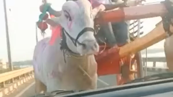 హైవే మీద కారుని డీ కొన్న ఎద్దుల బండి [వీడియో]