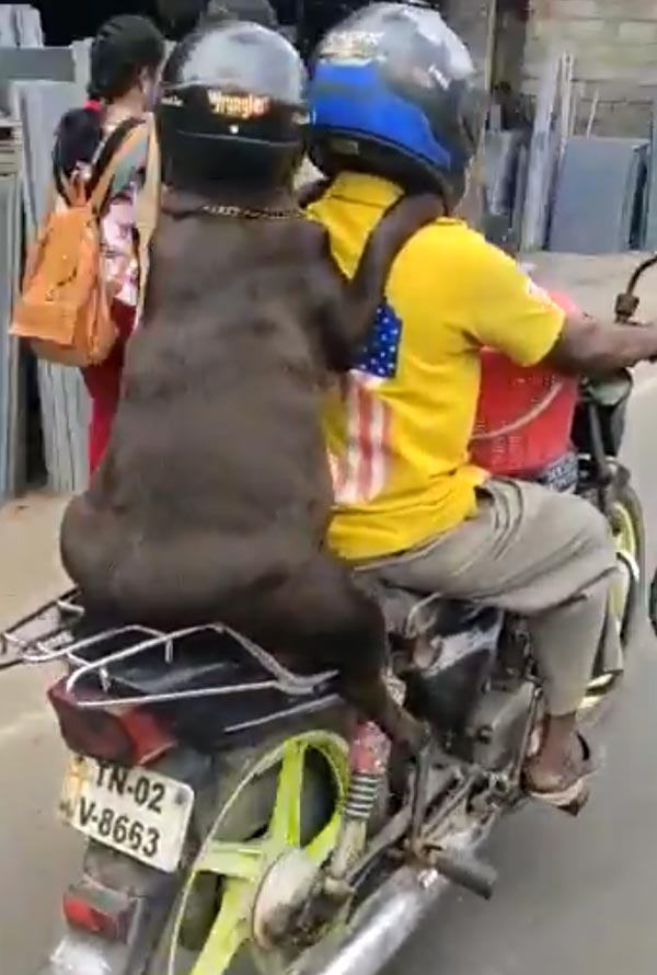 హెల్మెట్ ధరించి బైక్ పై వెళ్లిన కుక్కను ఎప్పుడైనా చూసారా.....అయితే ఇప్పుడే చూడండి!