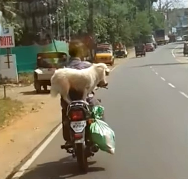 బైకుపై కుక్కతో ప్రయాణించిన వ్యక్తికి జరిమానా