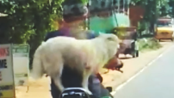 బైకుపై కుక్కతో ప్రయాణించిన వ్యక్తికి జరిమానా