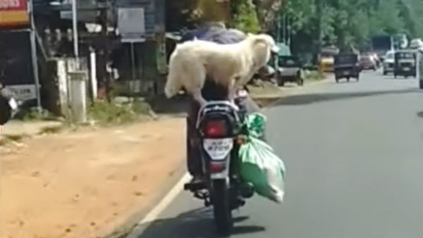 బైకుపై కుక్కతో ప్రయాణించిన వ్యక్తికి జరిమానా