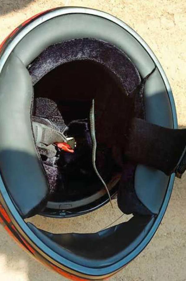 పాము ఉన్న హెల్మెట్ తో 11 కిలోమీటర్లు ప్రయాణించిన కేరళ వ్యక్తి