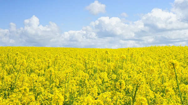మీకు తెలుసా.. ఇది భారతదేశంలో మొదటి ఎలక్ట్రిక్ ట్రాక్టర్