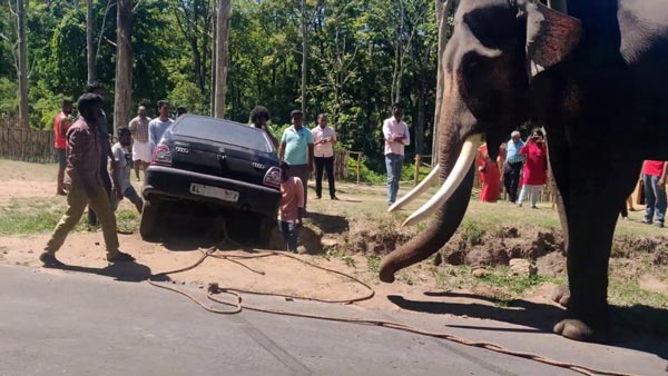 గుంటలో పడిన కారును బయటకు తీసిన ఏనుగు 