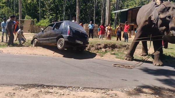 గుంటలో పడిన కారును బయటకు తీసిన ఏనుగు 