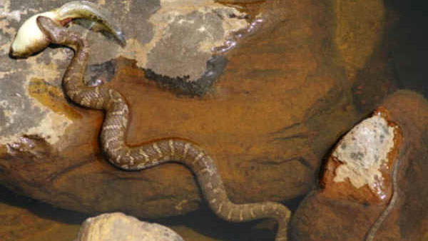 మద్యం మత్తులో పామునే కొరికిన మహానుభావుడు : [వీడియో]