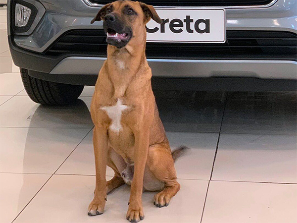 ఇది చూసారా.. హ్యుందాయ్ షోరూమ్ రిసెప్షనిస్ట్‌గా వీధి కుక్క