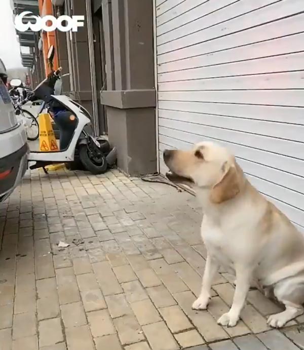 యజమాని డ్రైవింగ్ సమయంలో రివర్స్ పార్కింగ్ కెమెరాలాగ పనిచేస్తున్న కుక్క [వీడియో]