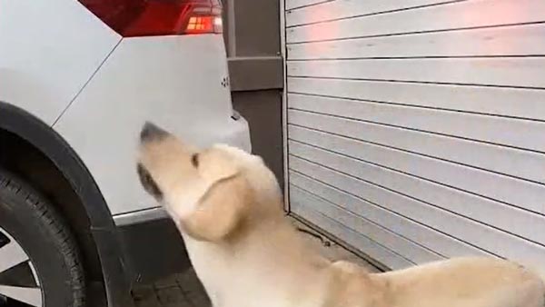 యజమాని డ్రైవింగ్ సమయంలో రివర్స్ పార్కింగ్ కెమెరాలాగ పనిచేస్తున్న కుక్క [వీడియో]